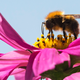A bumble bee via AP